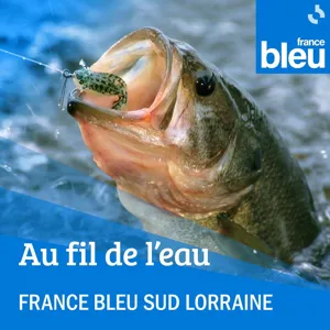 Le Héron cendré, compagnon du pêcheur