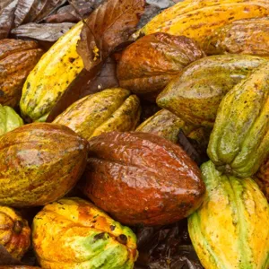 Costos de producciÃ³n para el cultivo de cacao