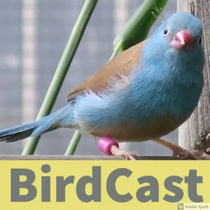 Quarantine in your aviaries and the end of the year with Birdman Dad