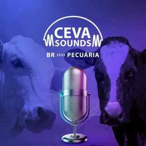 Cavalo de lida #06 Casqueamento e dicas de encilhamento