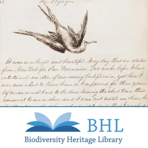 Correspondence : Bigelow and Engelmann, Bigelow to Engelmann, 1852-1853