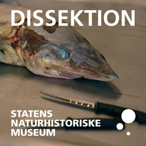 Dissektion#1: Gråhajen