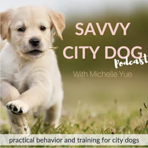 Dog & Puppy Training | Savvy City Dog