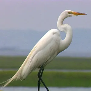 Louisiana Levees