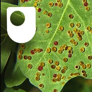 Getting to grips with galls