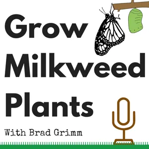 GMP 018: Common Milkweed in Omaha Nebraska. Zorinsky Lake Park is host to three kinds of milkweed