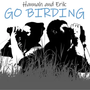 Birds in the News and Migrating Shorebirds