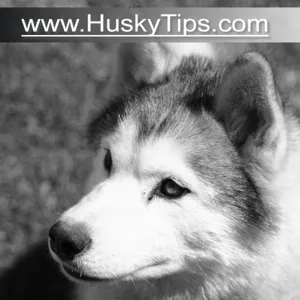 Husky Biting Advice - HuskyTips.com