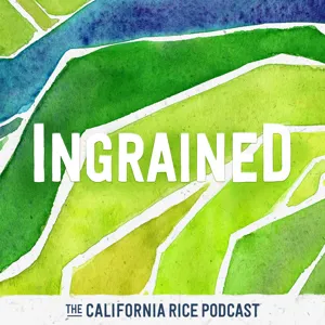 Episode 31: How Rice Fields may help Salmon Runs