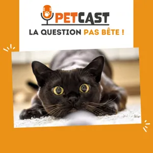 Pourquoi le chat a des grandes moustaches ?