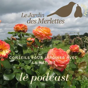 La taille d'hiver des rosiers