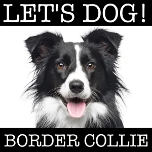 013 Interview Johannes Willwacher - Border Collie Zucht