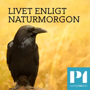 Naturreportaget: Källan som har 60 meters siktdjup