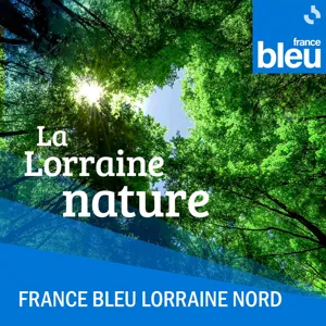 Le monde des oiseaux d'eau avec la Ligue pour la Protection des oiseaux de Moselle