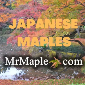 All About Japanese Maple Witches’ Brooms plus Top 20 Brooms! | MrMaple Podcast