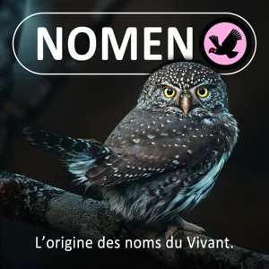 Après les Loups, les Requins, et les Corvidés, découvrez la série Abeilles sauvages dans "Mécaniques du Vivant" (France Culture)