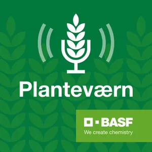 Planteværn S1 E5: Septoria og resistens, med Lise Nistrup Jørgensen