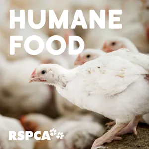 Trailer - Have a sneak peek of RSPCA Australia's Humane Food Podcast