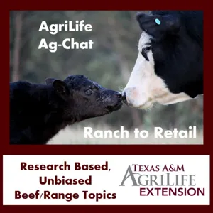 Texas A&M AgriLife Extension Ranch to Retail Podcast (Crop Focus)