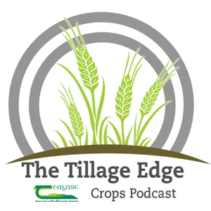 Successfully managing grassweeds in tillage