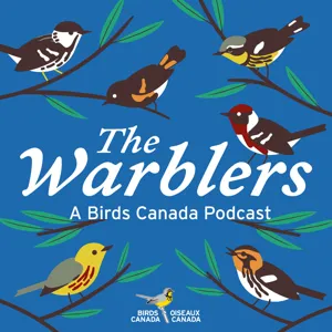 Minisode: An update on Chewie the Piping Plover