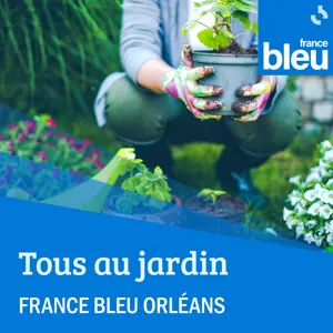 Si la mousse a colonisé le gazon du jardin, que pouvous-nous faire ?