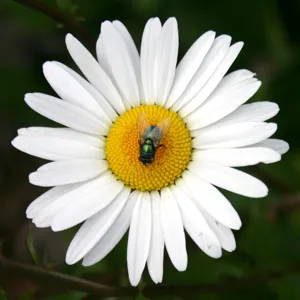 Armonía tradicional con la naturaleza--los Waorani