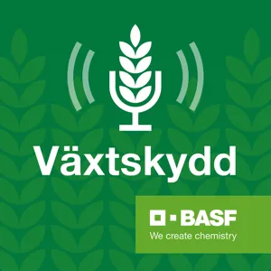 Växtskyddspodden S1 E8: Podden där vi diskuterar rapsorter och betning inför sådden 2020.