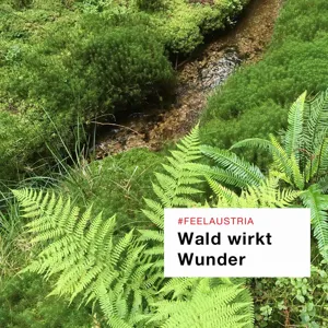 Wald wirkt Wunder: Die Manager*innen des Waldes