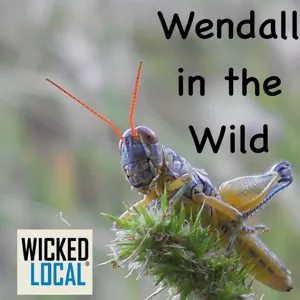 Wendall in the Wild: Episode 5 - Voles