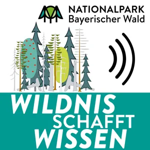 Wildnis schafft Wissen: Grenzenlose Waldwildnis