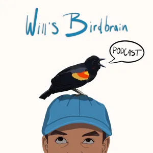 Birdbrain Bedtime Stories Vol. 1