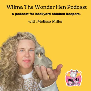 Saving "Spent Hens" with  Erica of Second-Hen'd